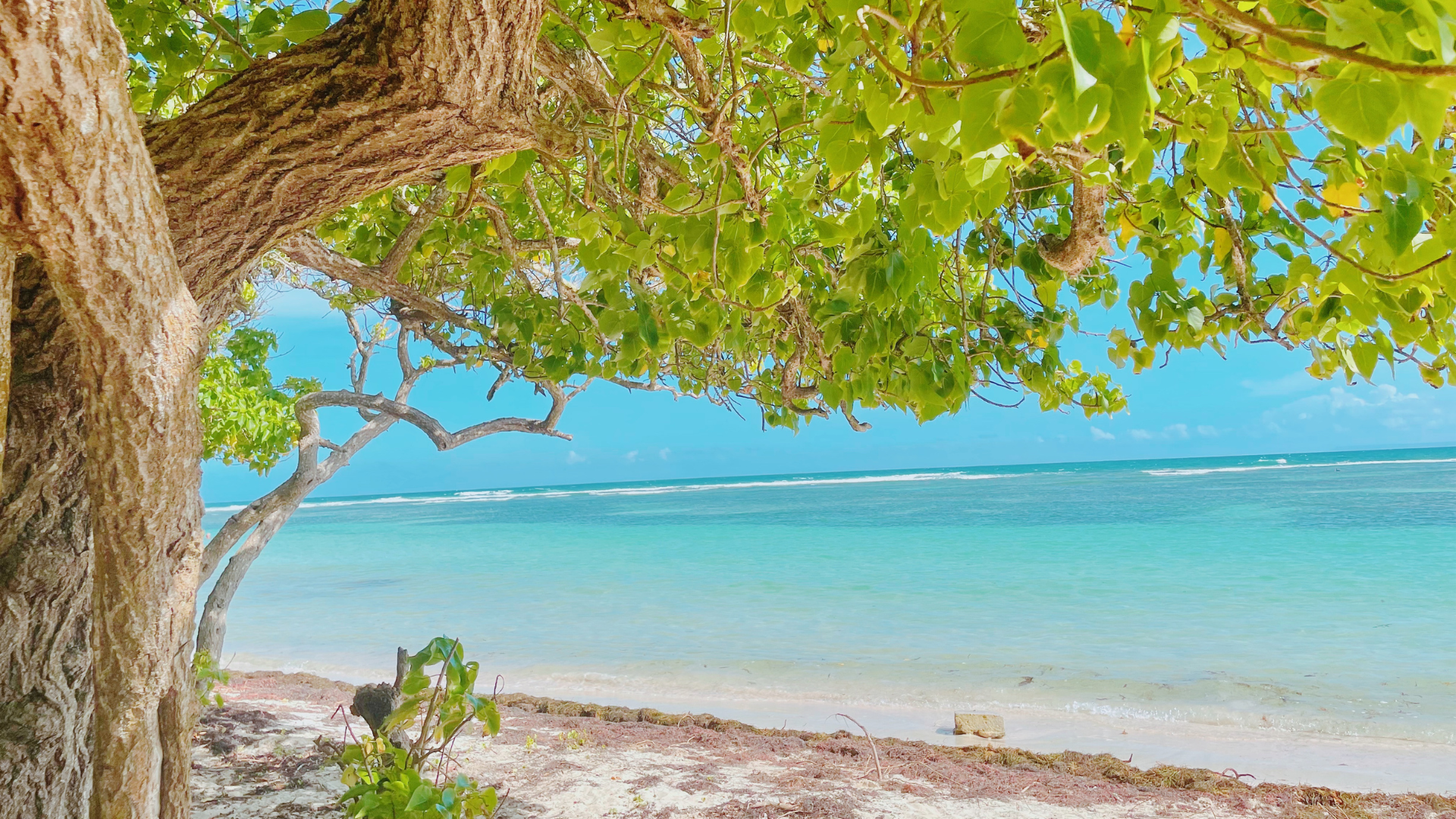 La Coulée La Coulée